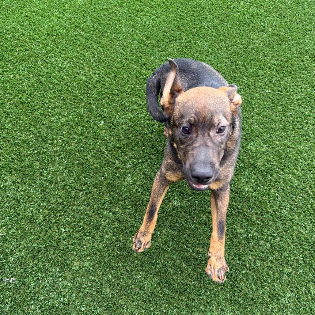Gunnar, a Adoptable Shepherd in Brookfield, MO image 1/4