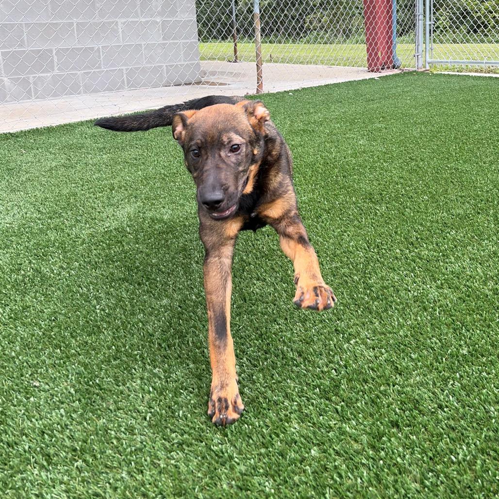 Gunnar, a Adoptable Shepherd in Brookfield, MO image 2/4