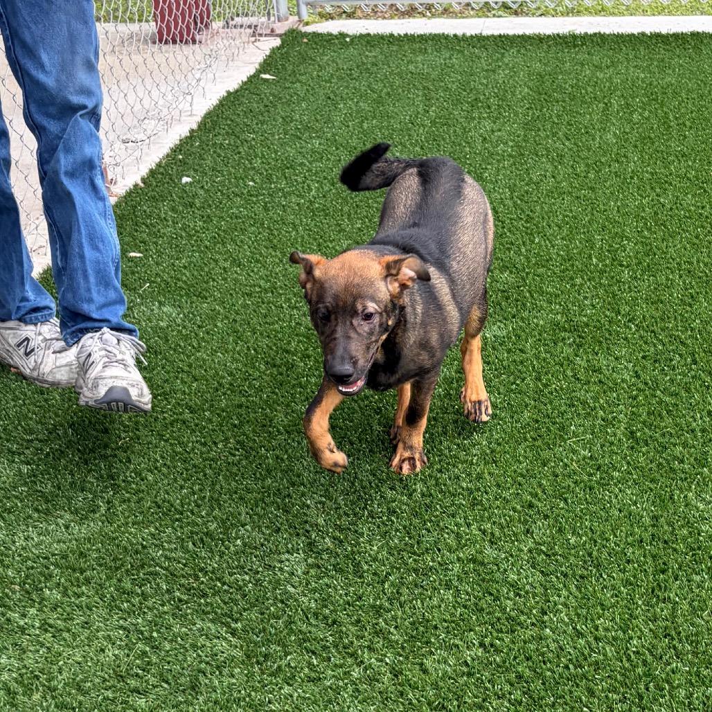Gunnar, a Adoptable Shepherd in Brookfield, MO image 3/4