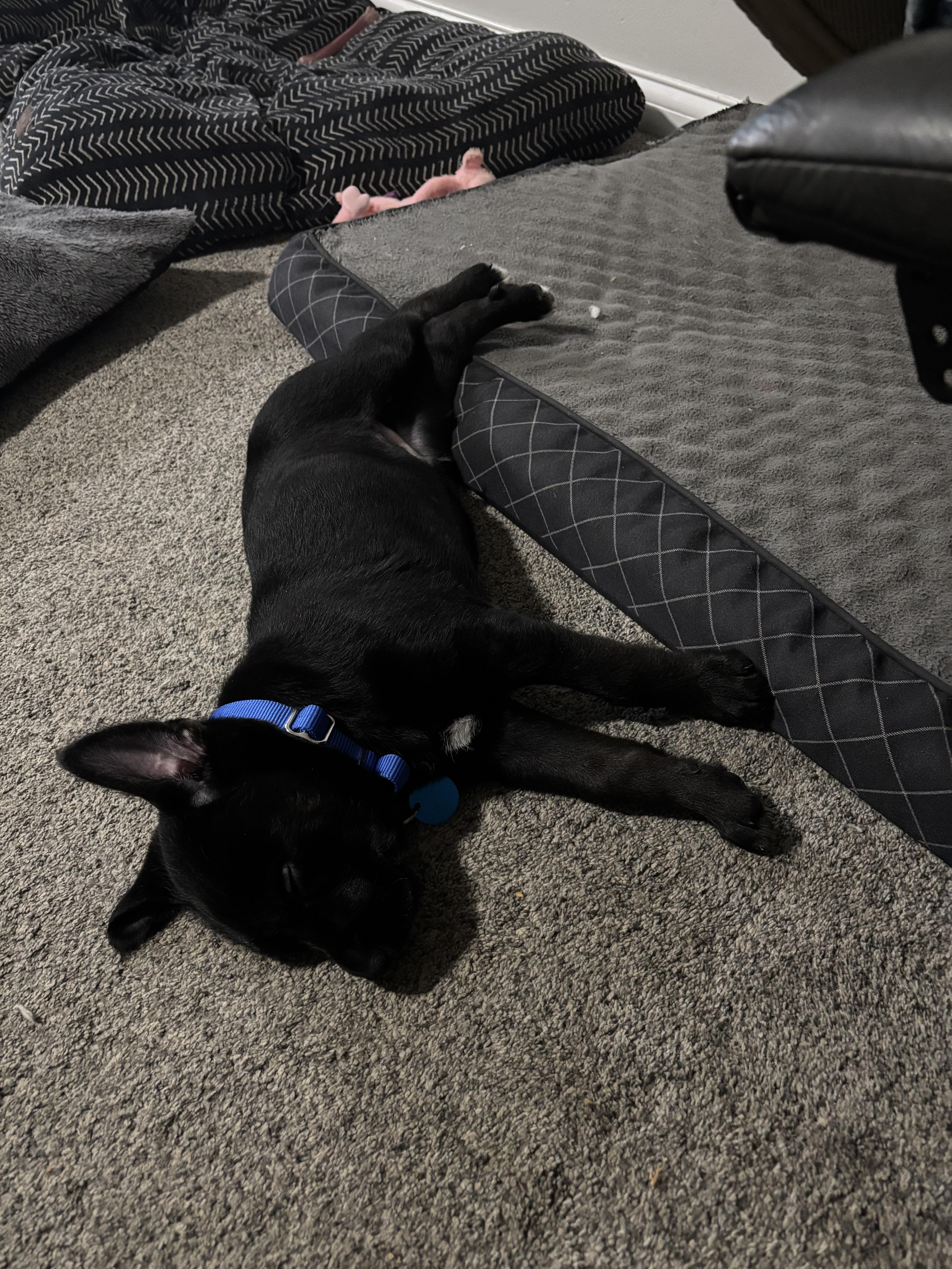 Enlarge Java, an adopted mixed breed in Sioux Falls, SD image 5/5