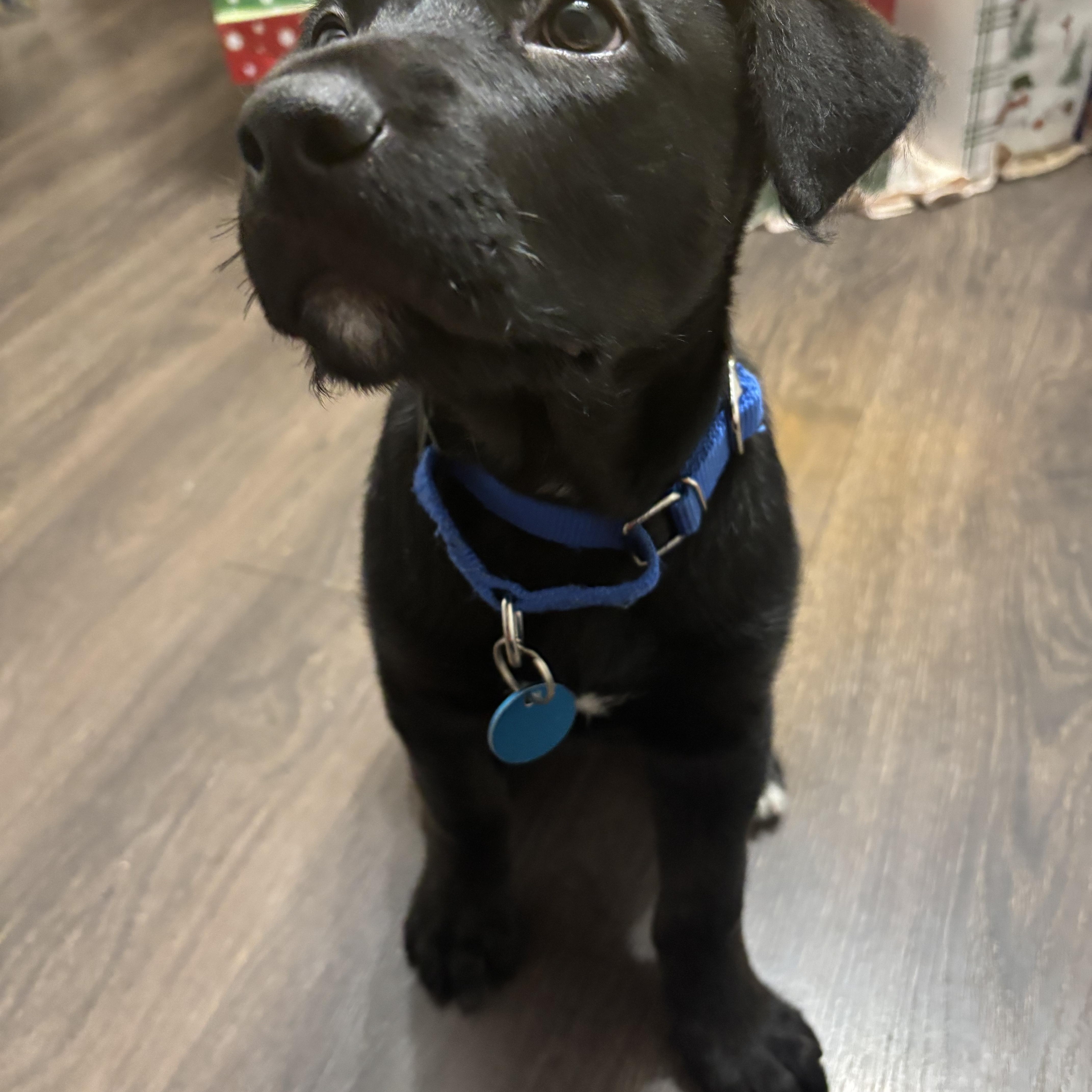 Enlarge Java, an adopted mixed breed in Sioux Falls, SD image 3/5