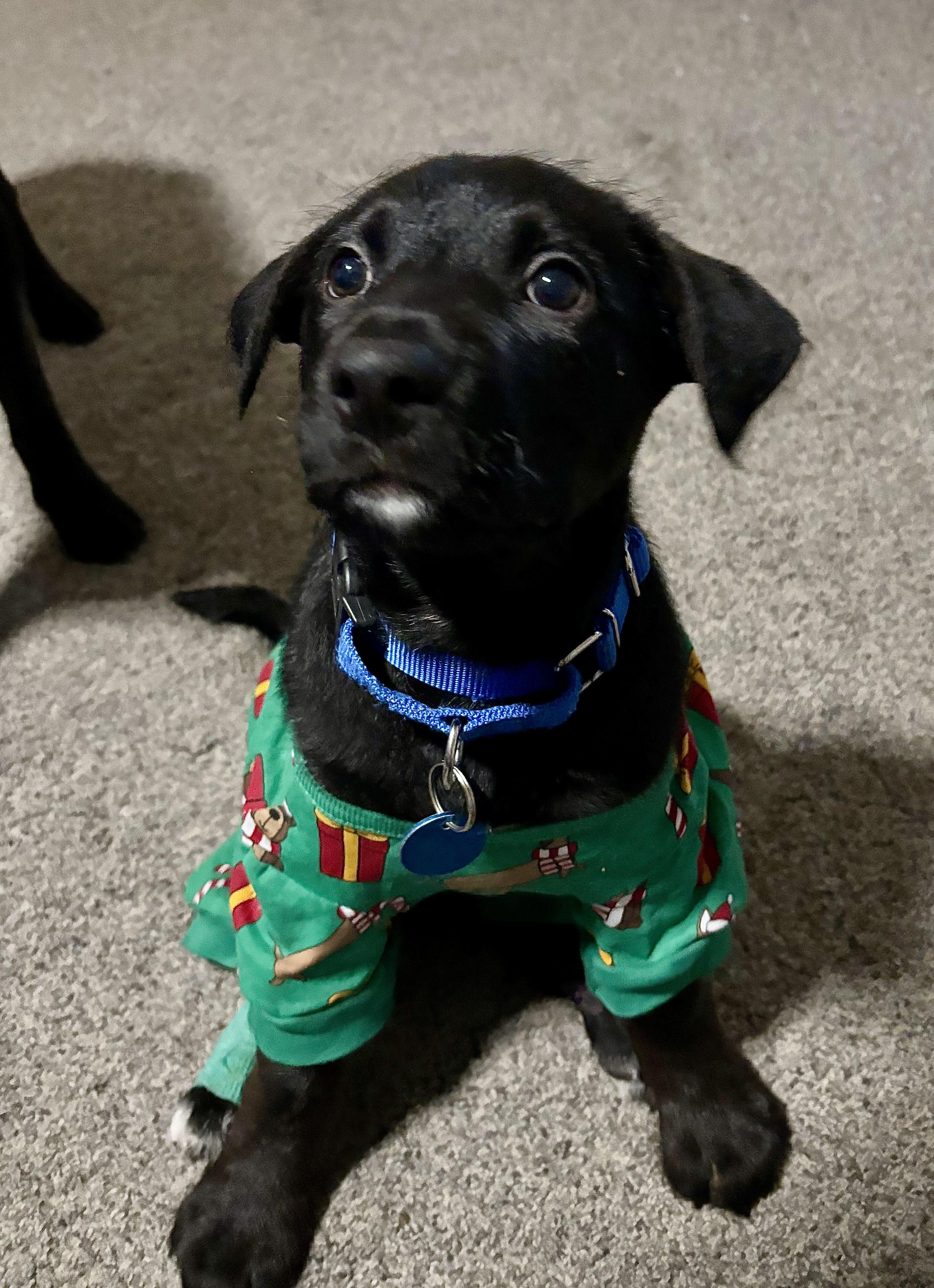 Enlarge Java, an adopted mixed breed in Sioux Falls, SD image 2/5