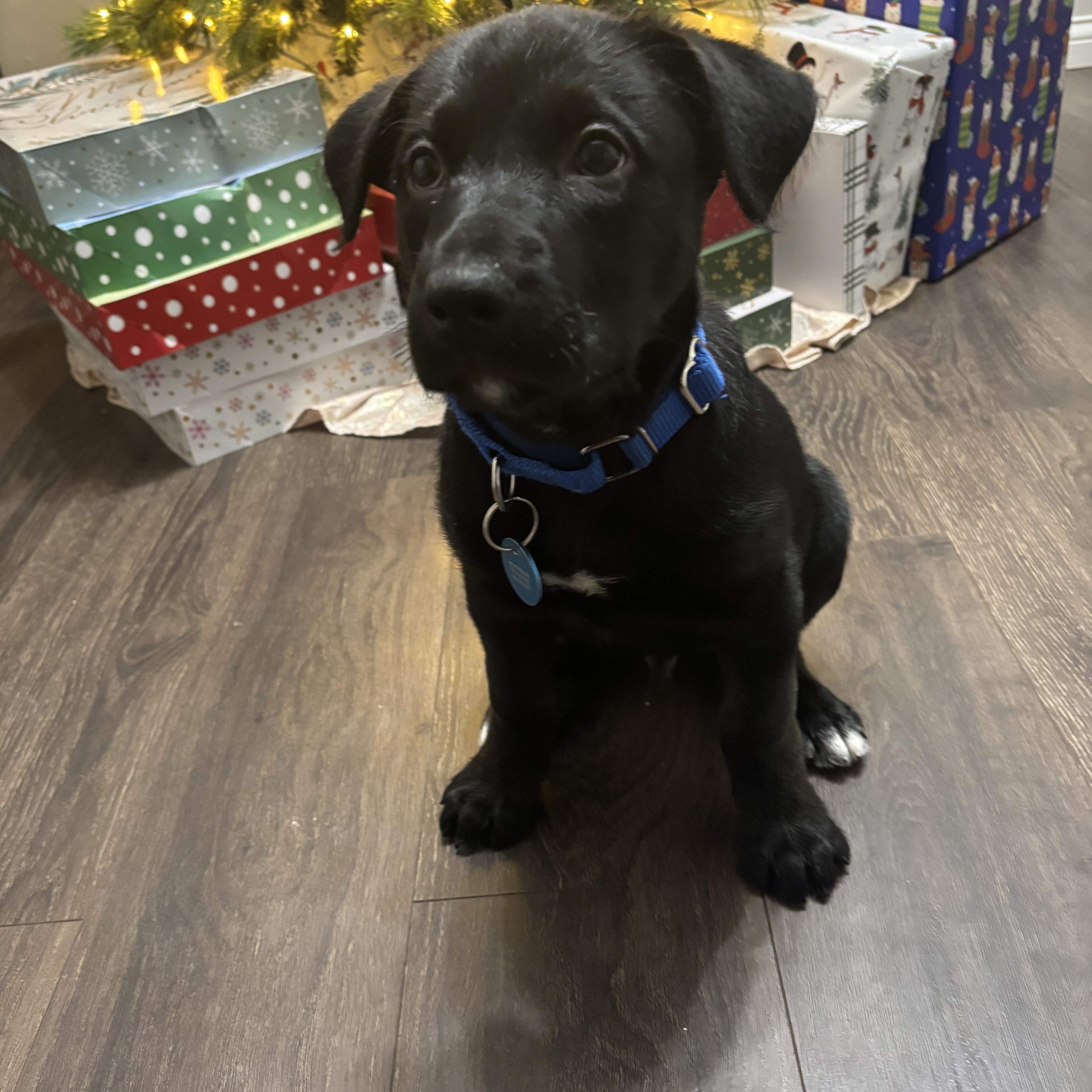 Enlarge Java, an adopted mixed breed in Sioux Falls, SD image 1/5