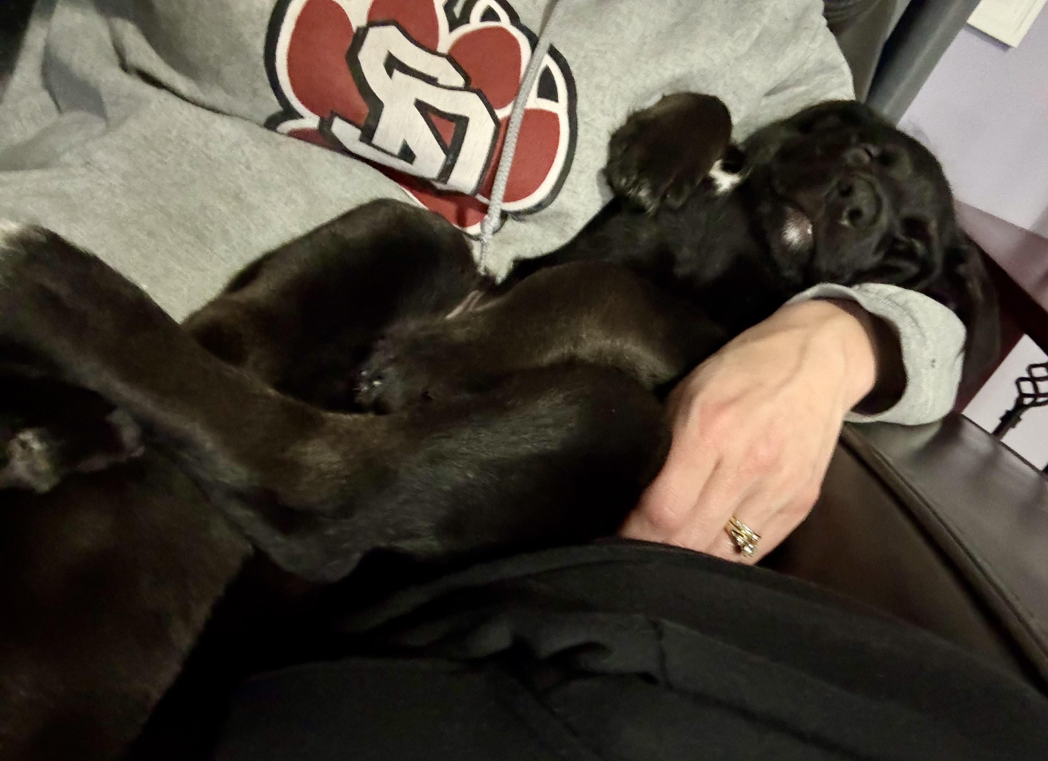 Enlarge Java, an adopted mixed breed in Sioux Falls, SD image 4/5