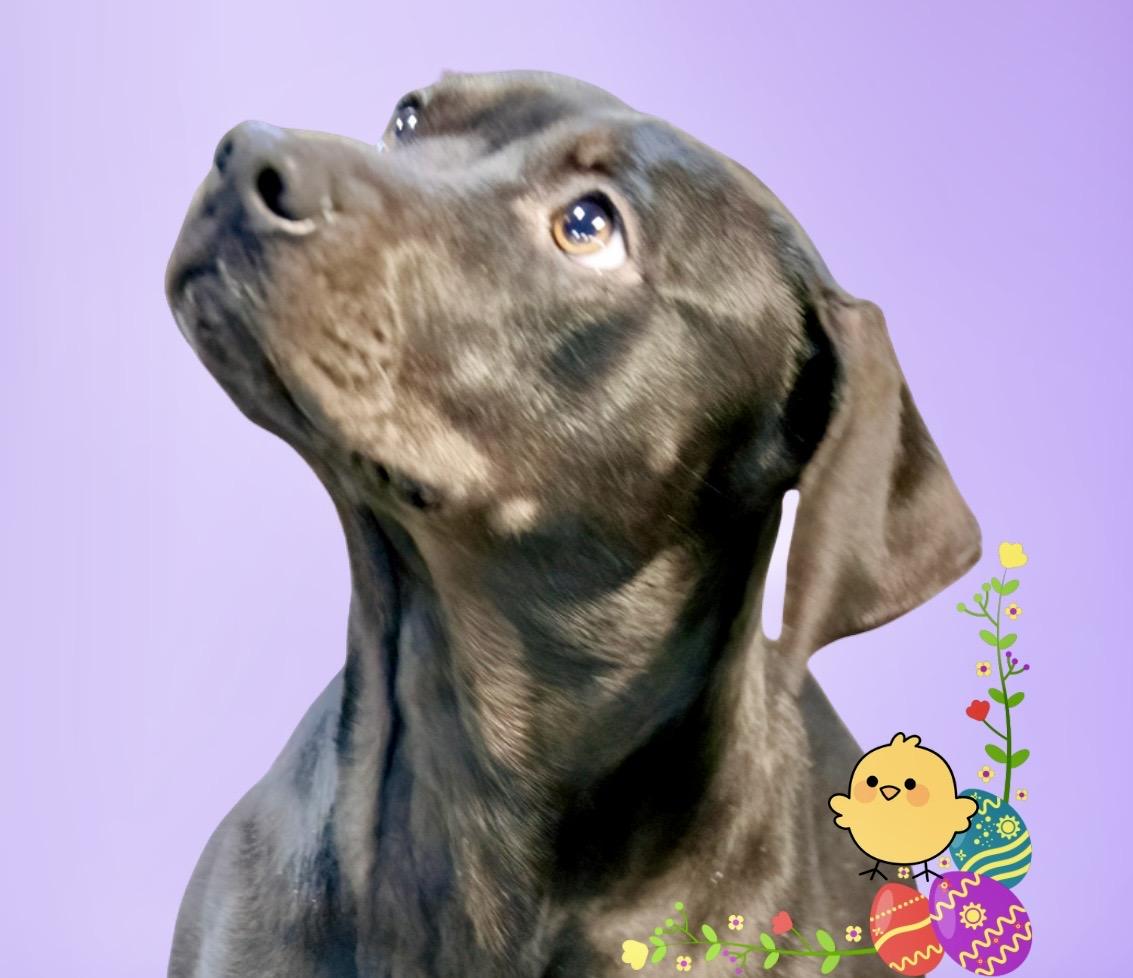 Enlarge Birdie , a ADOPTABLE mixed breed in Westfield, NY image 4/6