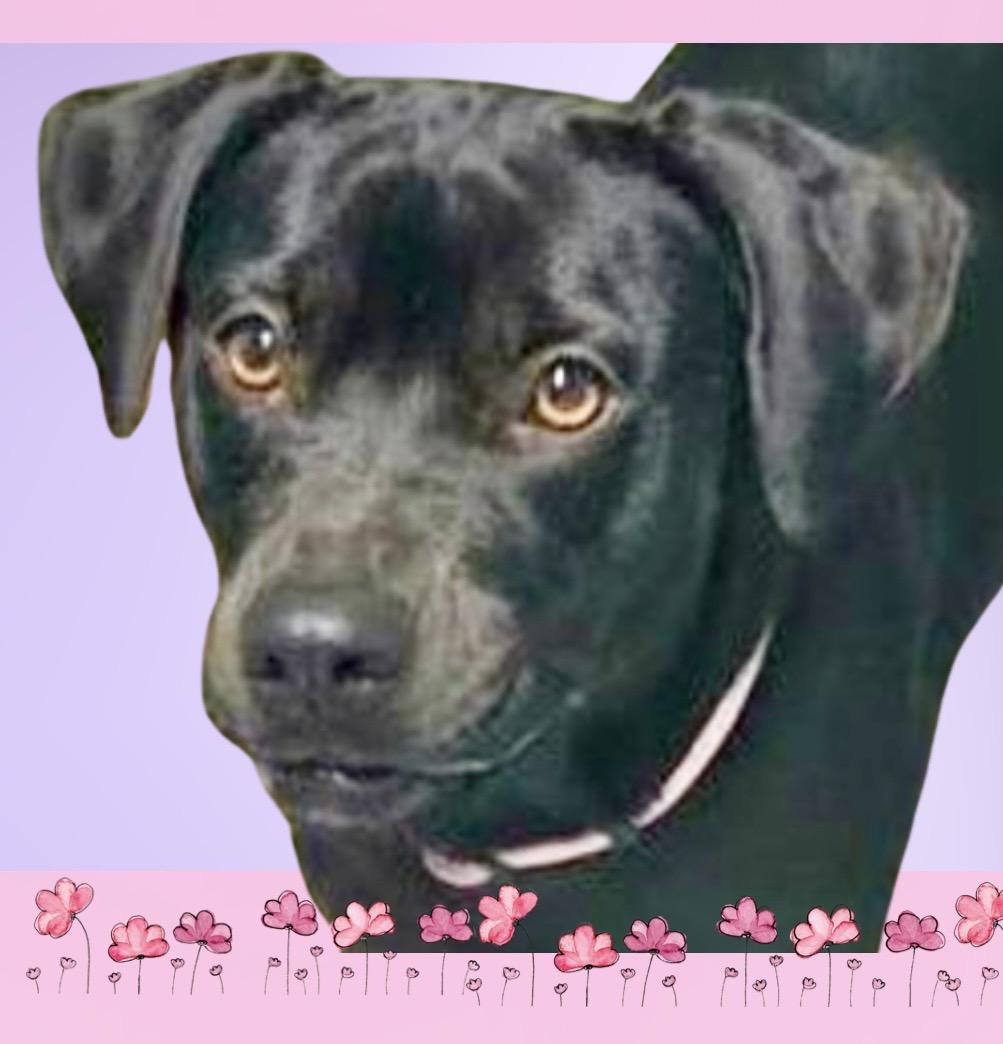 Enlarge Birdie ADOPTION PENDING , a ADOPTABLE mixed breed in Westfield, NY image 4/6