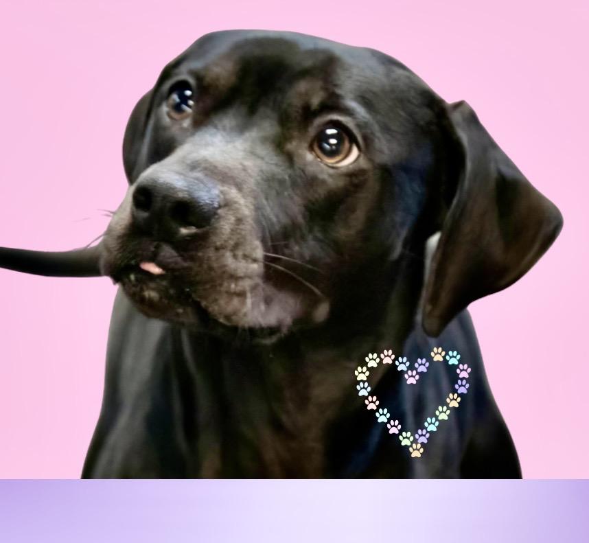 Birdie ADOPTION PENDING , ADOPTABLE, Adult Female Black Labrador Retriever & Beagle.