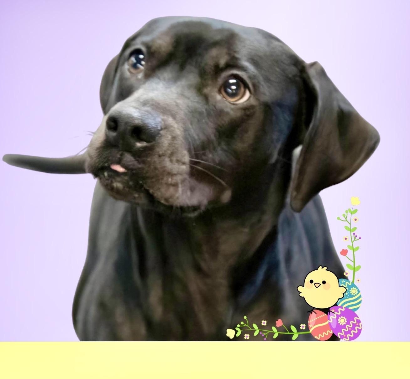 Birdie , ADOPTABLE, Adult Female Black Labrador Retriever & Beagle.
