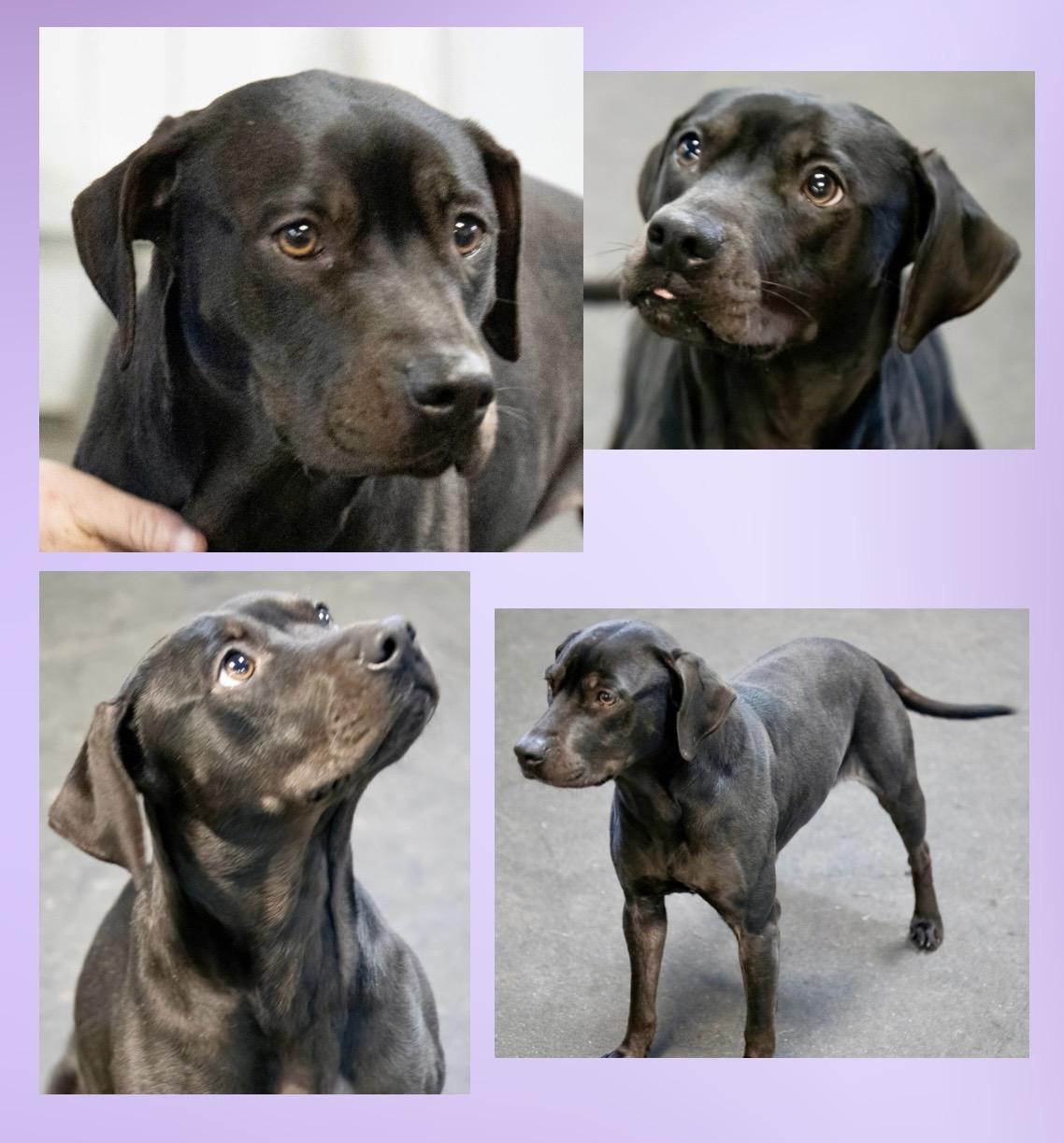 Enlarge Birdie , a ADOPTABLE mixed breed in Westfield, NY image 2/6