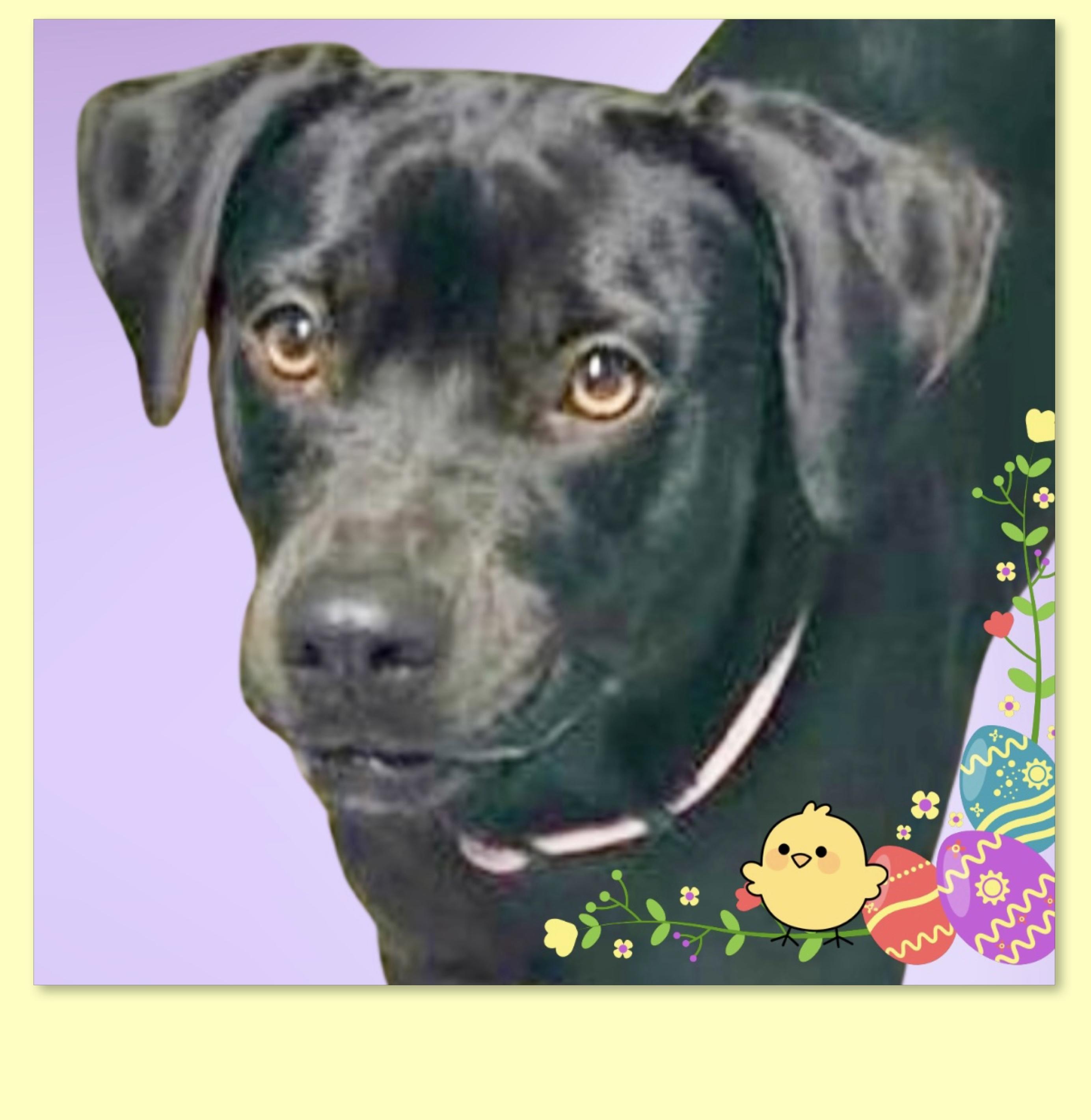 Enlarge Birdie , a ADOPTABLE mixed breed in Westfield, NY image 6/6