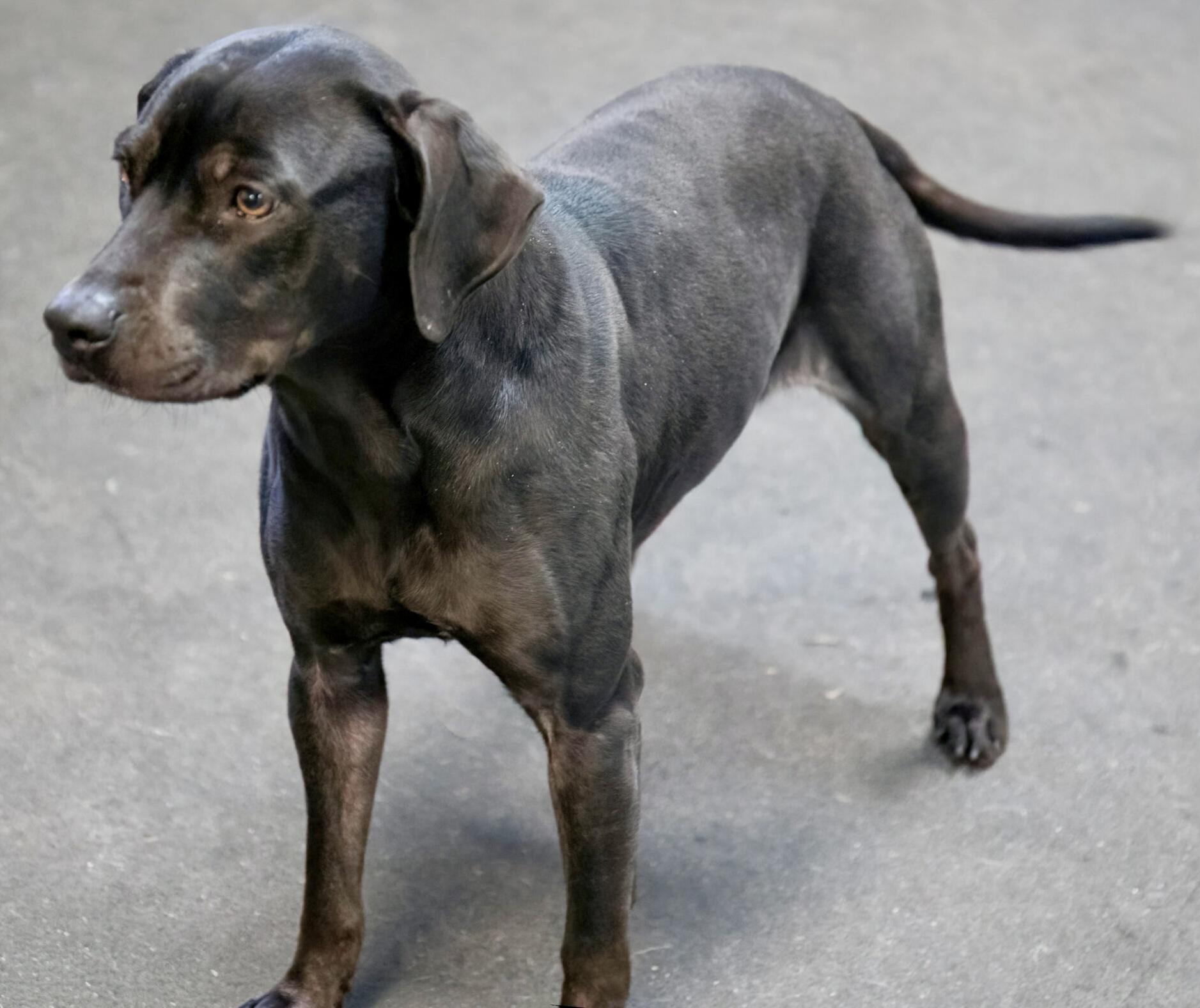 Enlarge Birdie , a ADOPTABLE mixed breed in Westfield, NY image 5/6