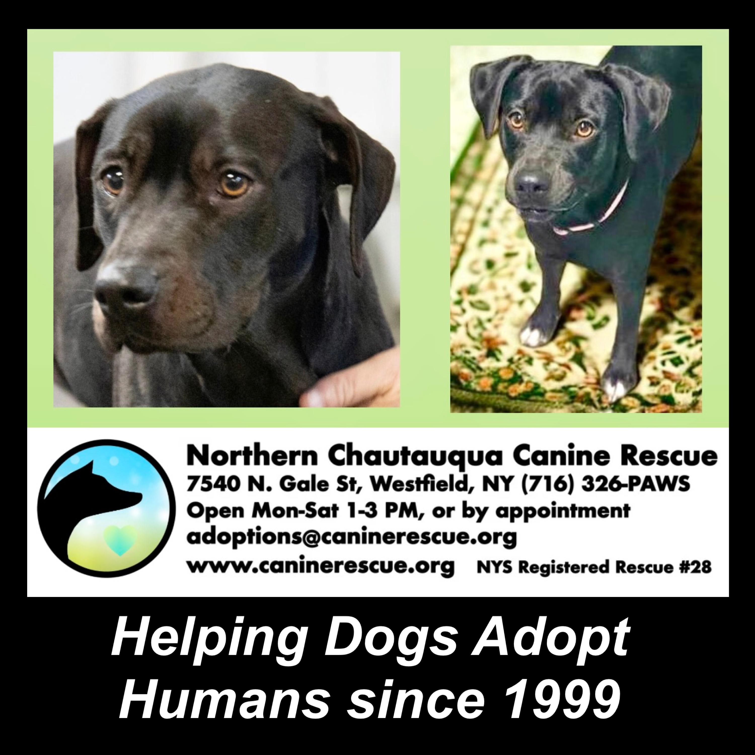 Enlarge Birdie , a ADOPTABLE mixed breed in Westfield, NY image 3/6