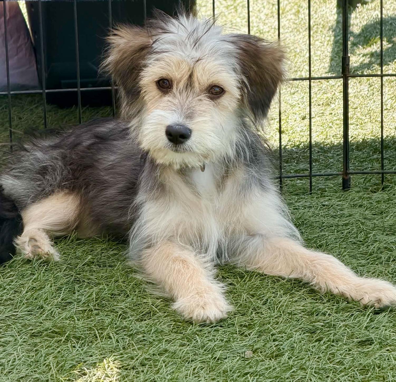 Gretel, adopted, Puppy Female Havanese & Terrier.