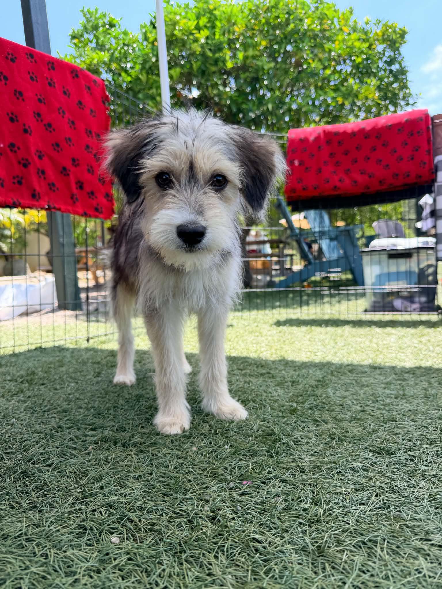 Enlarge Gretel, an adopted mixed breed in Escondido, CA image 2/5