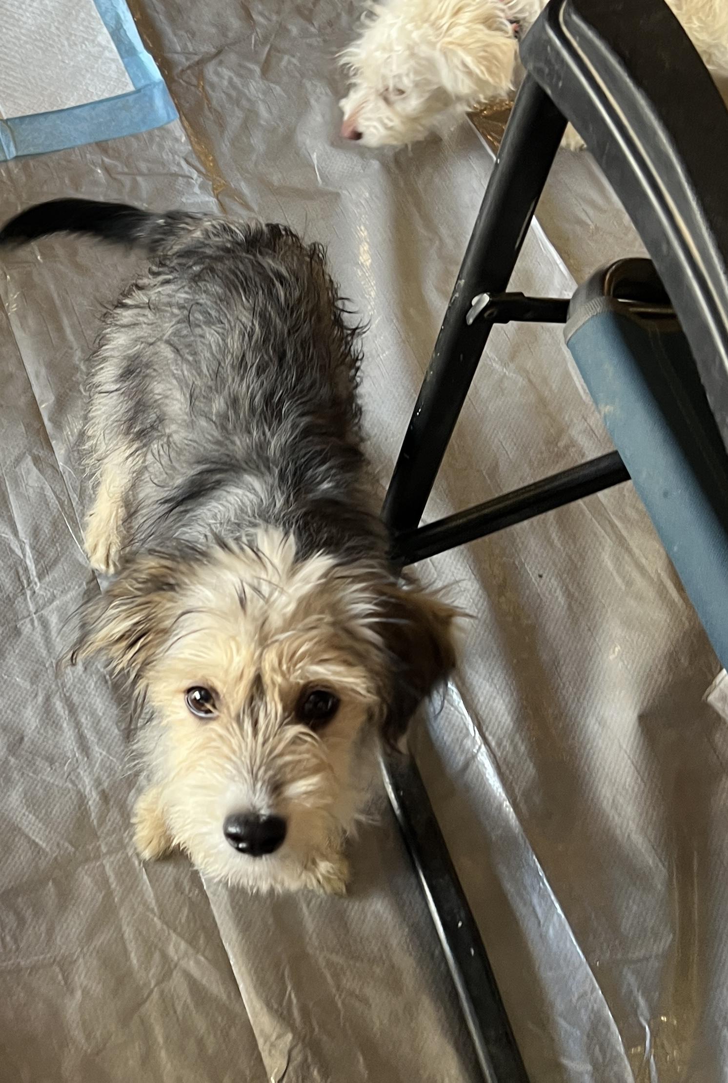 Enlarge Gretel, an adopted mixed breed in Escondido, CA image 4/5
