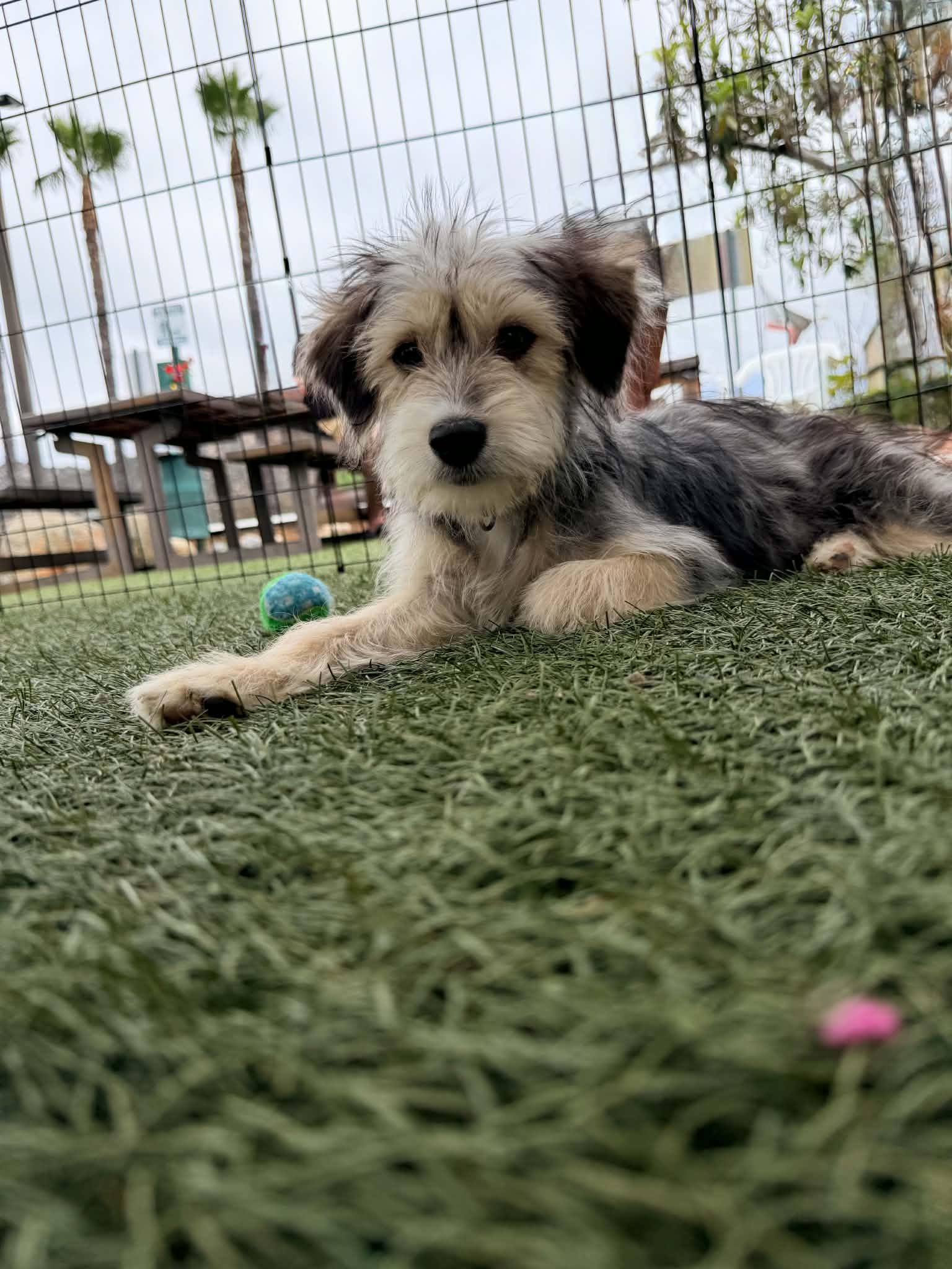 Enlarge Gretel, an adopted mixed breed in Escondido, CA image 3/5
