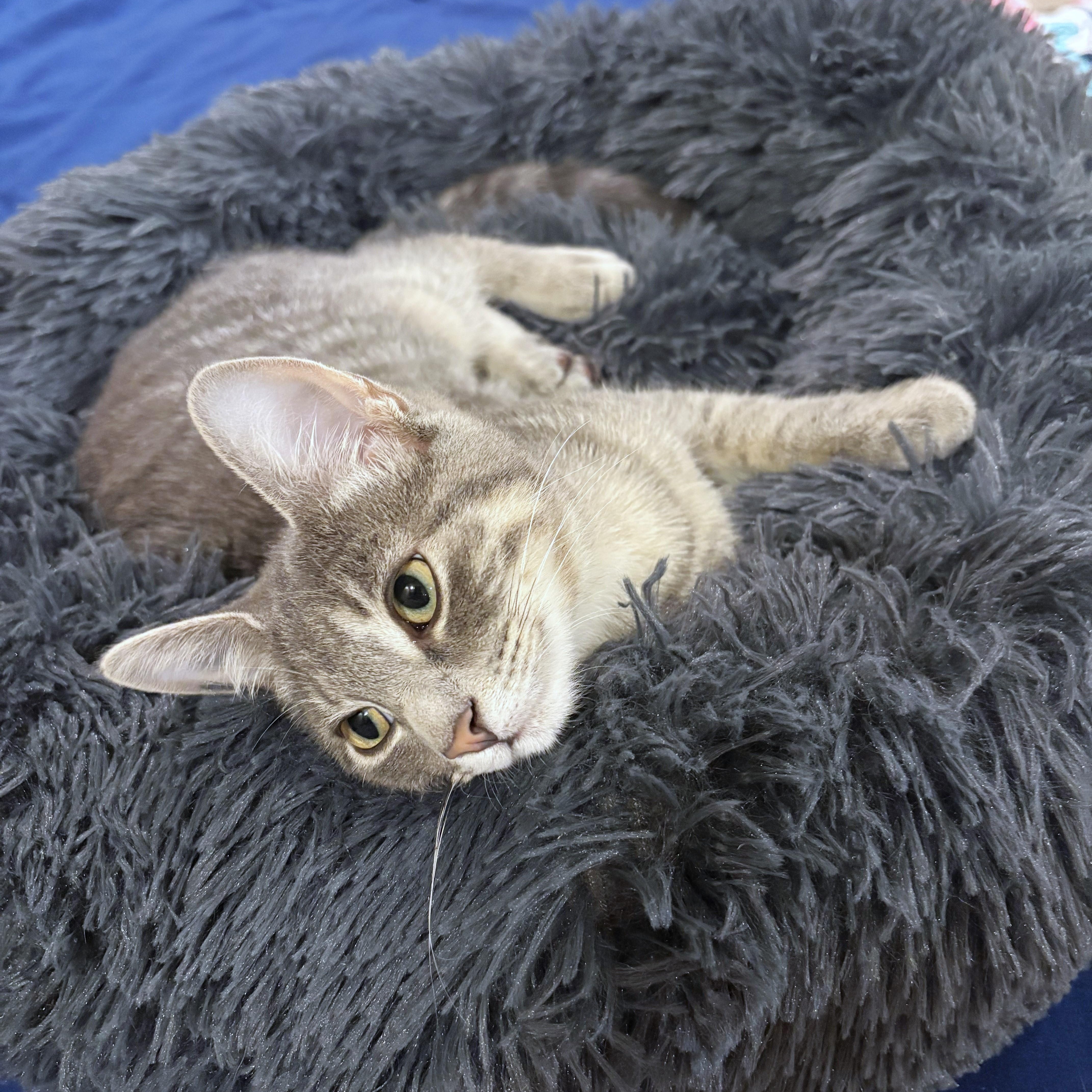 Enlarge Claudia, a Adoptable mixed breed in Lombard, IL image 2/4