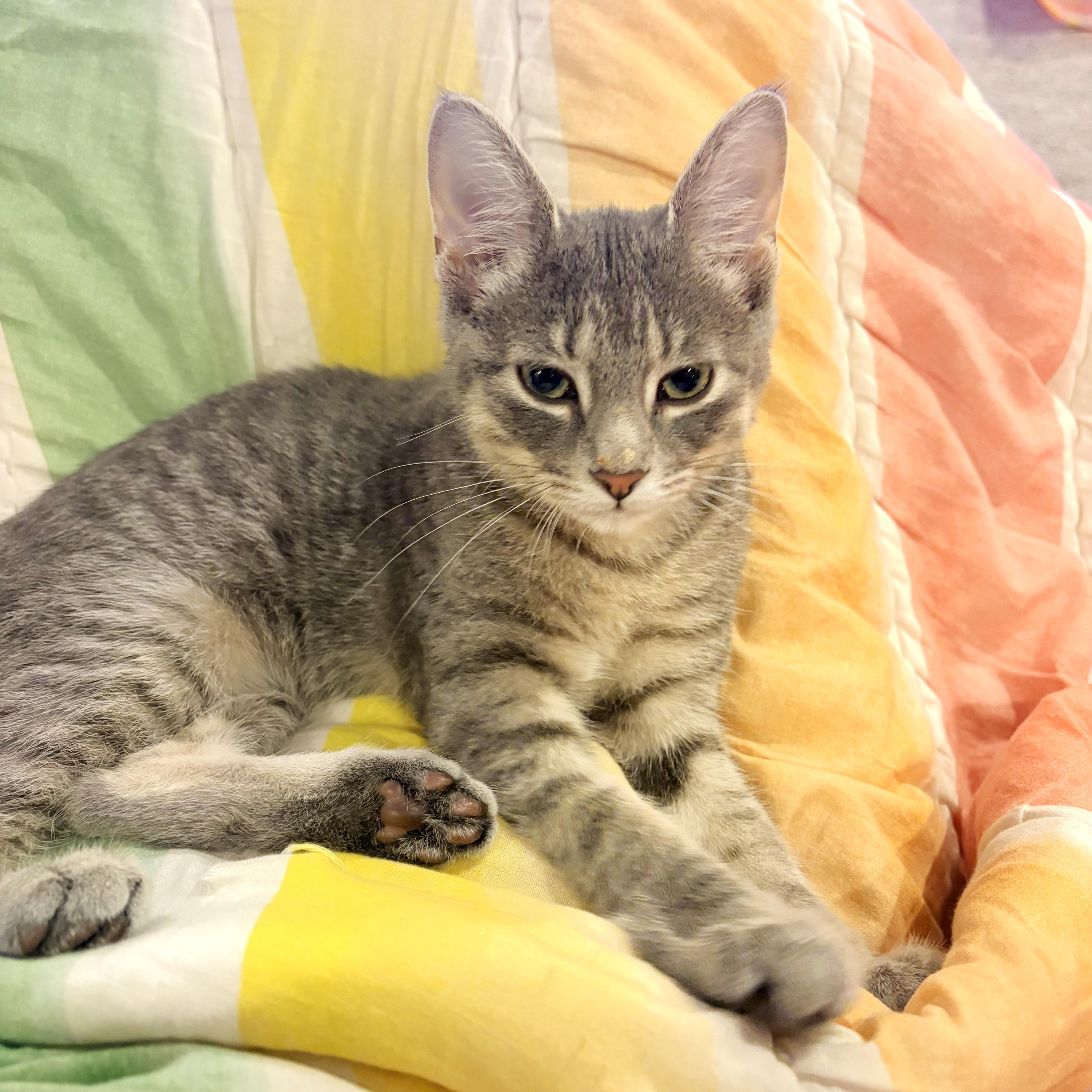 Claudia, Adoptable, Kitten Female Tabby & Domestic Short Hair.