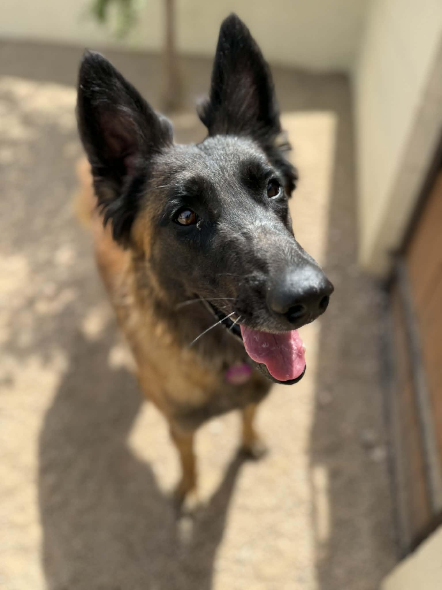 Gabby, ADOPTABLE, Young Female Belgian Shepherd / Malinois & Belgian Shepherd / Tervuren.