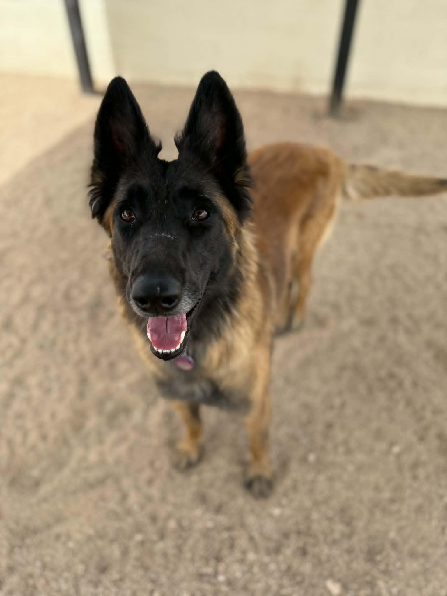Enlarge Gabby, a ADOPTABLE mixed breed in Glendale, AZ image 2/5
