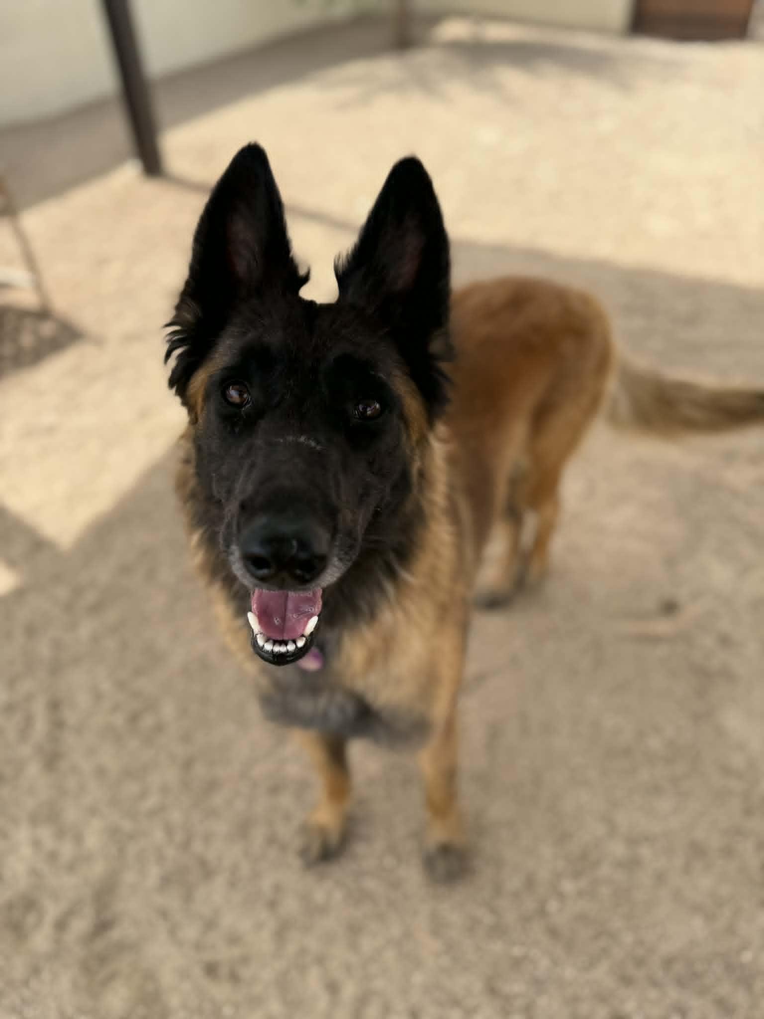 Enlarge Gabby, a ADOPTABLE mixed breed in Glendale, AZ image 3/5