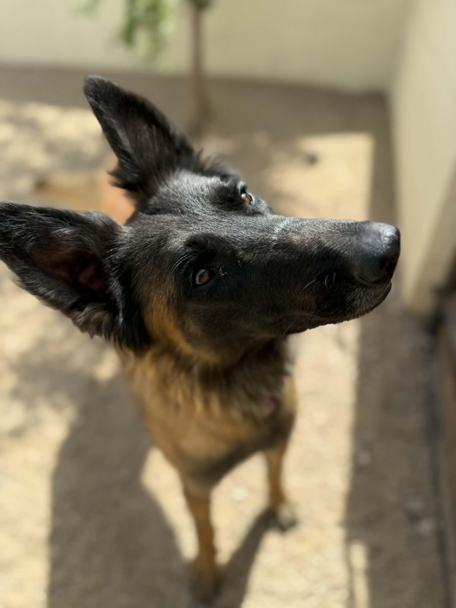Enlarge Gabby, a ADOPTABLE mixed breed in Glendale, AZ image 4/5