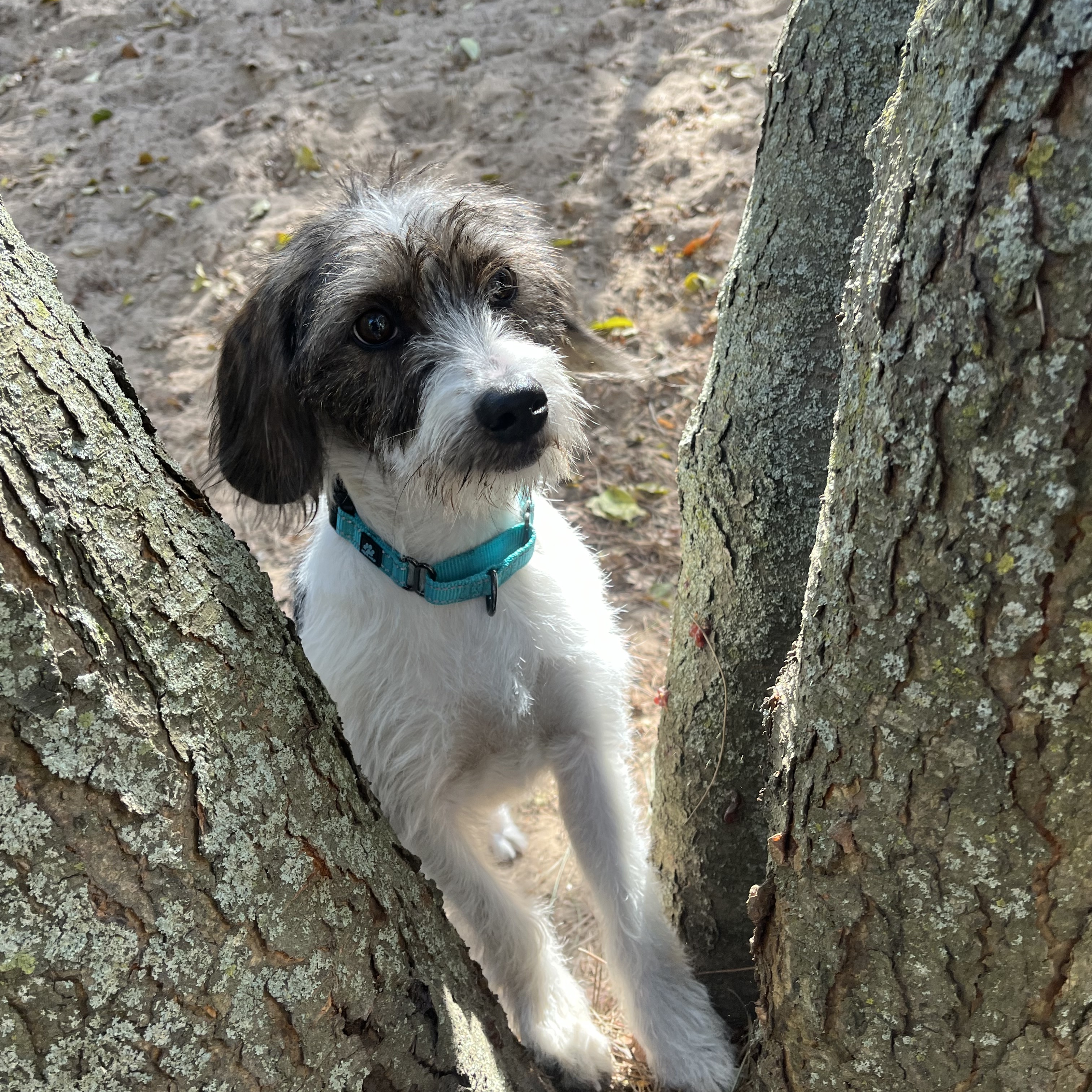 Dog for adoption Bella Rose, a Wire Fox Terrier in Manistique, MI