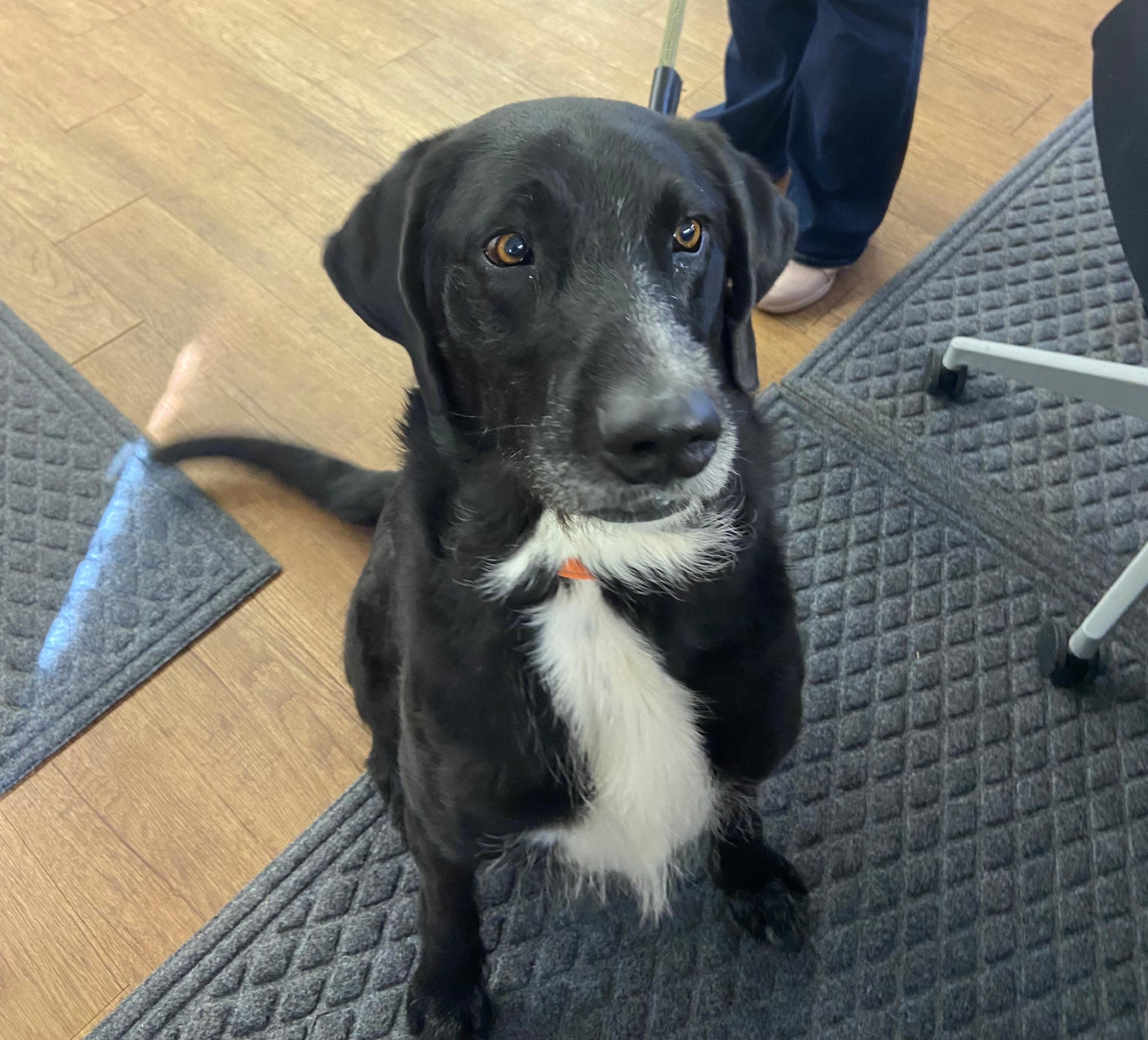 Enlarge Crush, an adoptable mixed breed in Argyle, TX image 5/5
