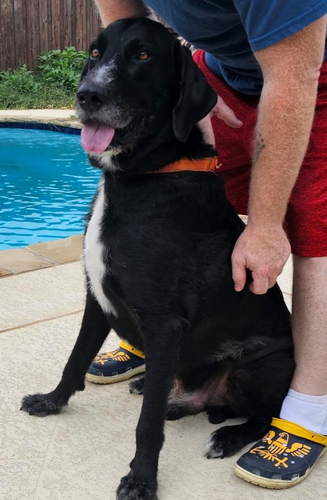 Enlarge Crush, an adoptable mixed breed in Argyle, TX image 2/5