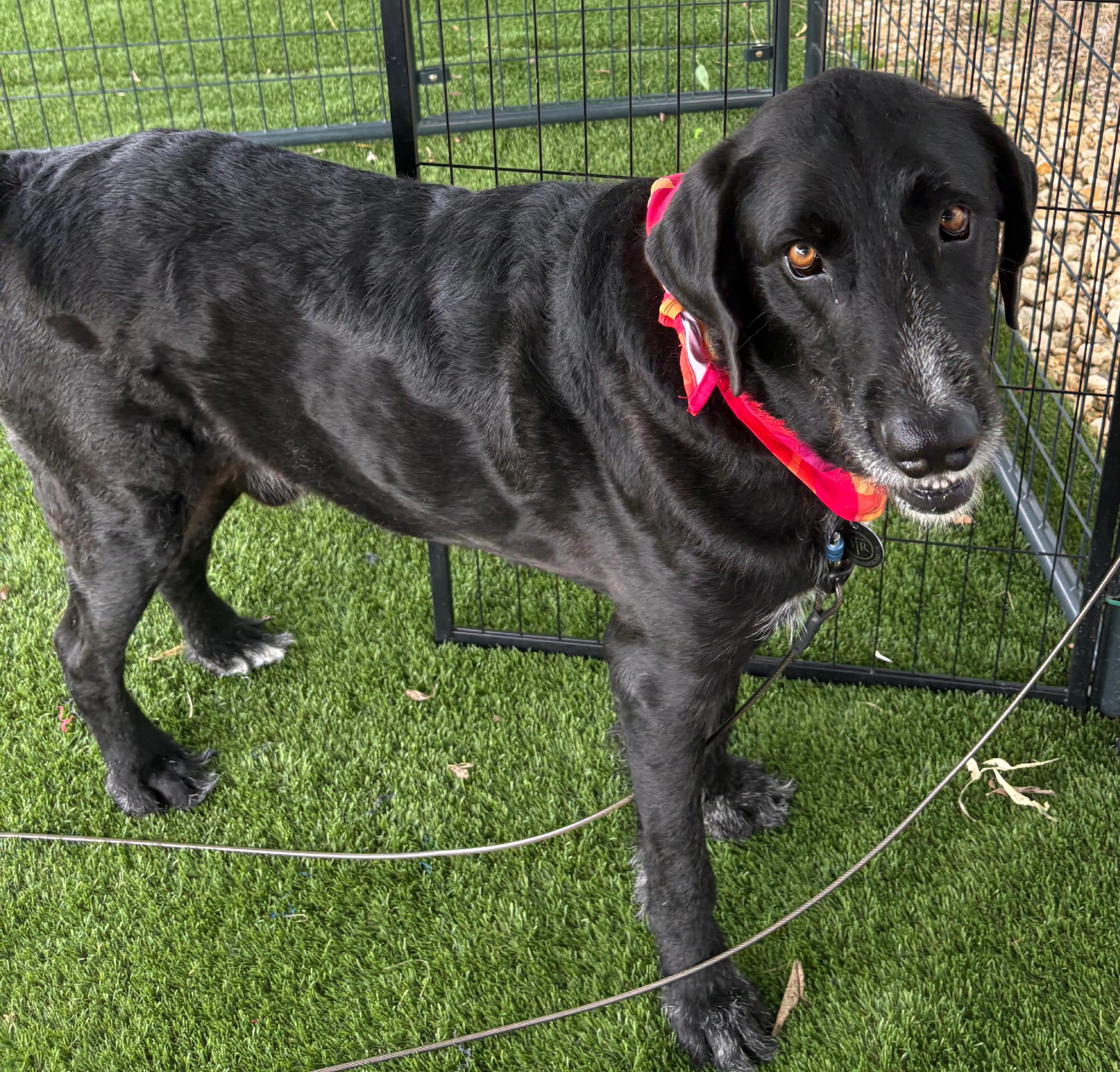 Enlarge Crush, an adoptable mixed breed in Burleson, TX image 3/5