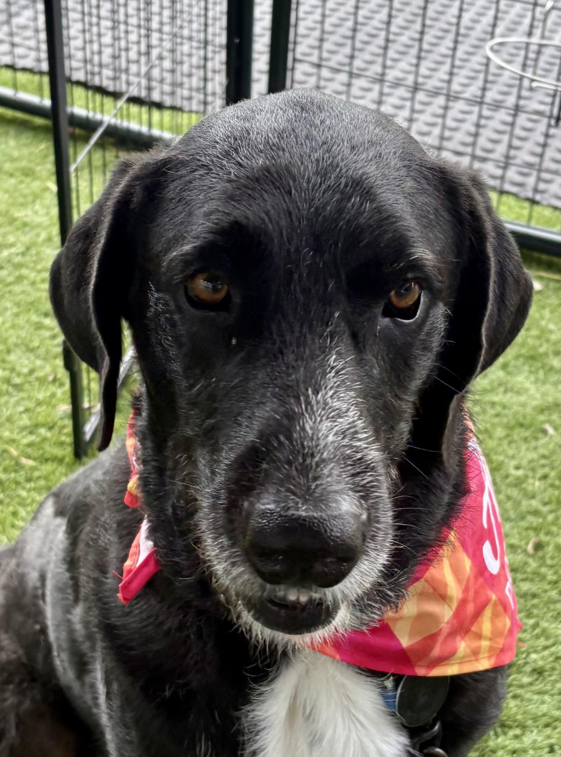 Crush, adoptable, Adult Male Irish Wolfhound & Black Labrador Retriever.
