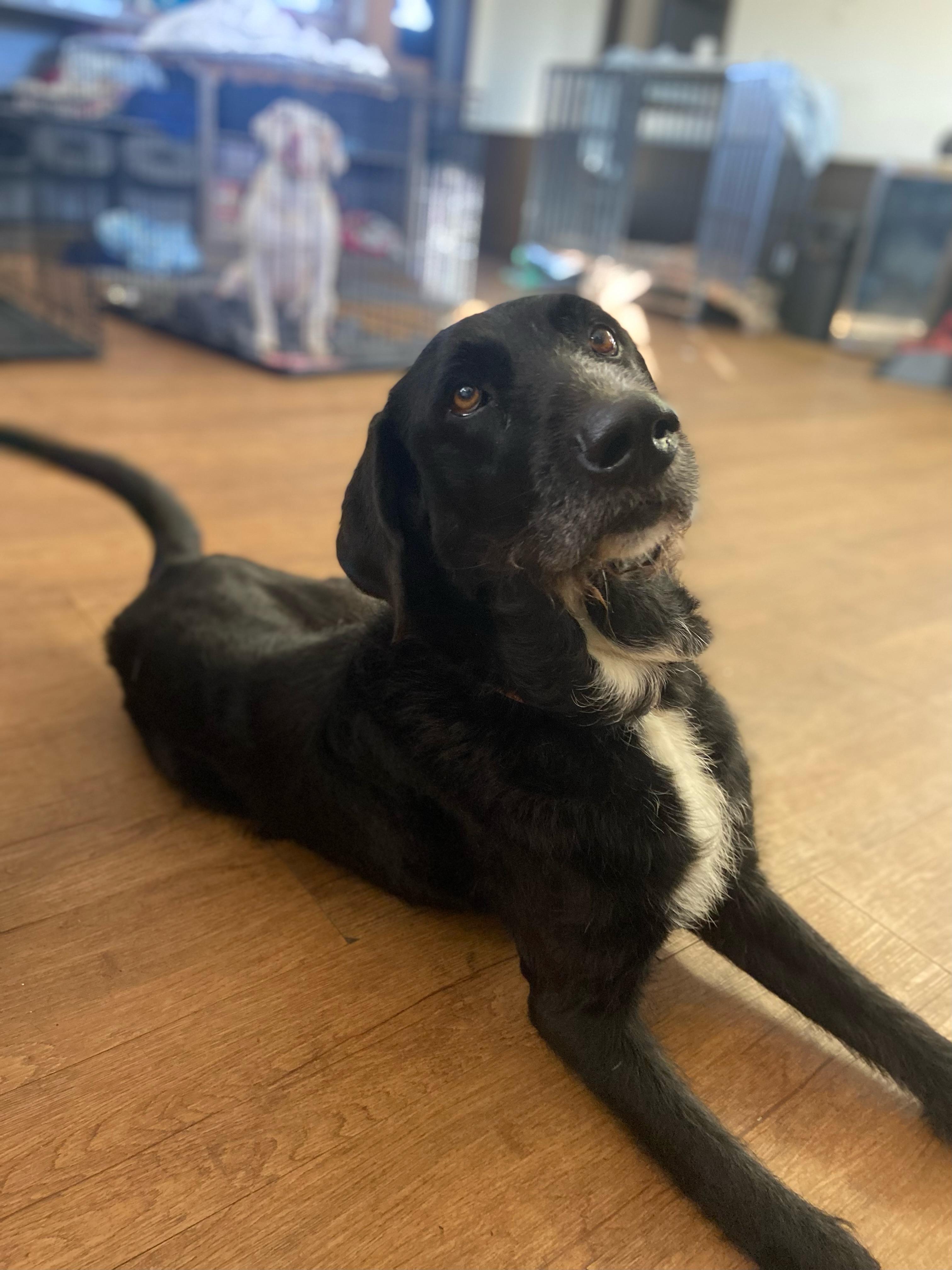 Enlarge Crush, an adoptable mixed breed in Argyle, TX image 4/5