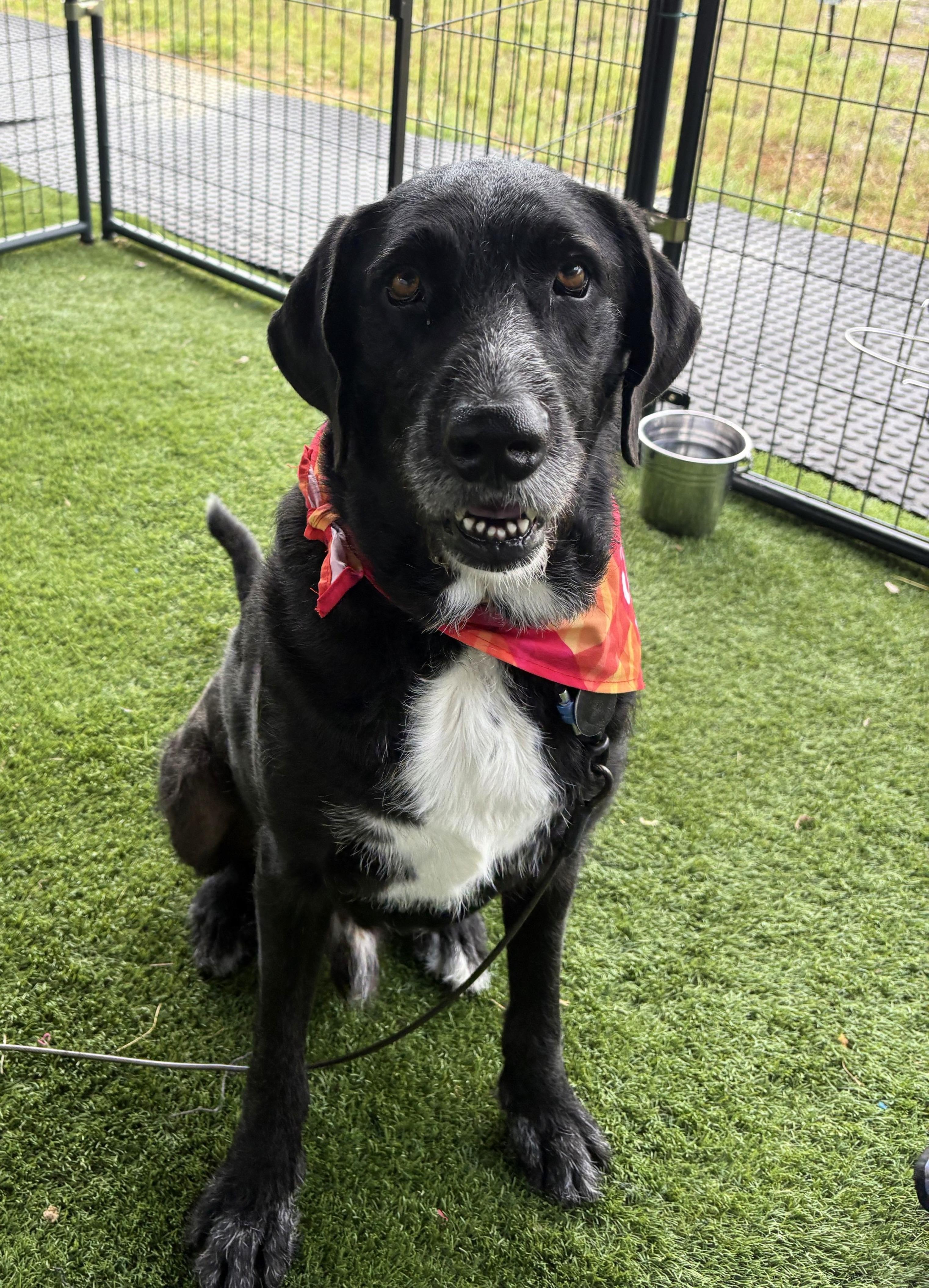 Enlarge Crush, an adoptable mixed breed in Burleson, TX image 2/5