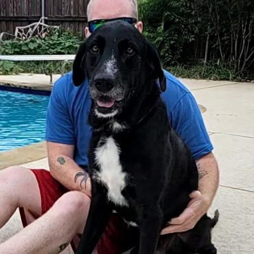 Crush, adoptable, Adult Male Irish Wolfhound & Black Labrador Retriever.