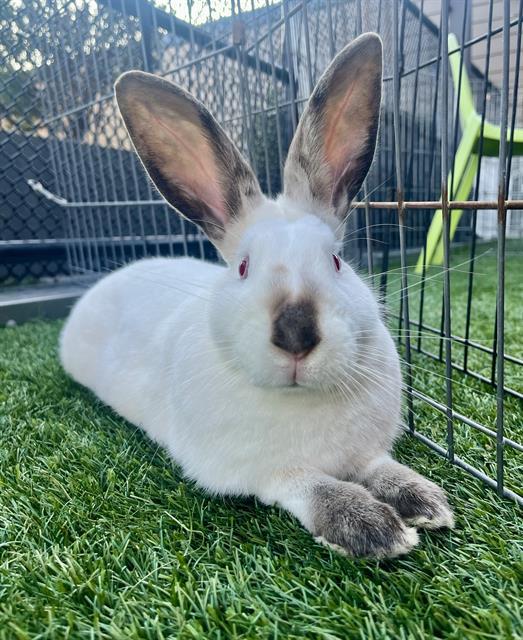 Enlarge JESSICA PIPER AGUIRRE, a Adoptable Bunny Rabbit in San Francisco, CA image 1/1