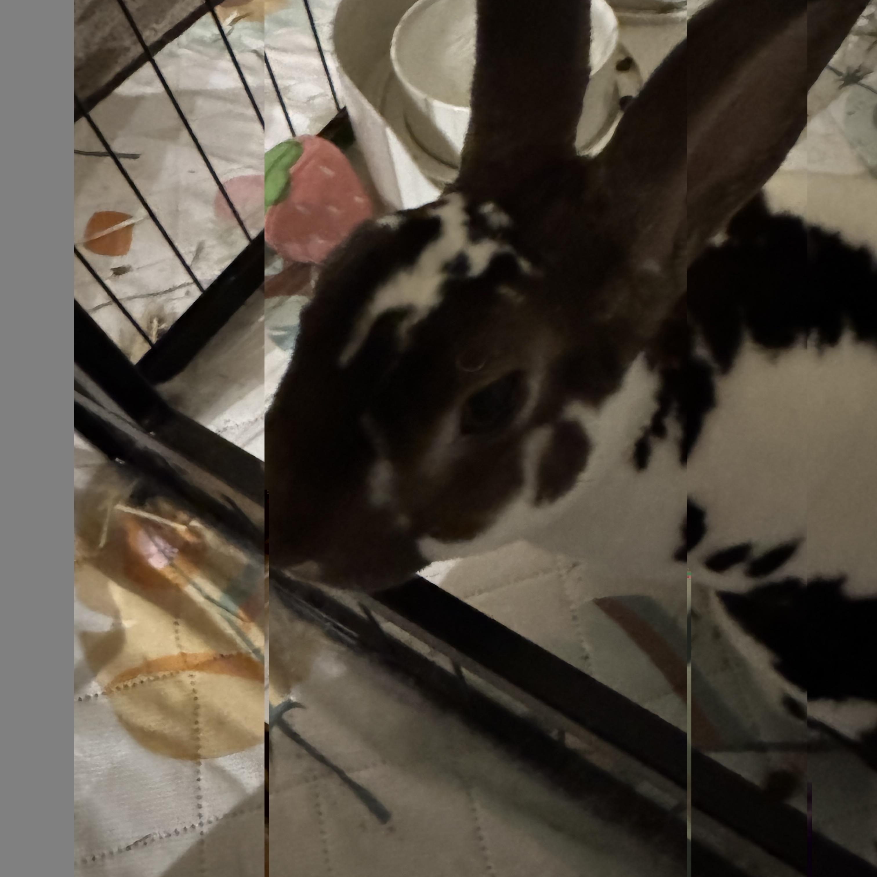 Enlarge Jerry (c), a Adoptable mixed breed in Columbia, MD image 5/5