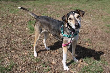 Josie, Adoptable, Adult Female Hound & Mixed Breed.