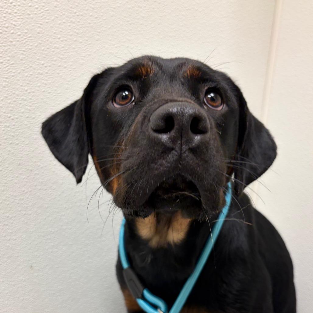 Enlarge Buffy, a Adoptable mixed breed in Charlottesville, VA image 1/6