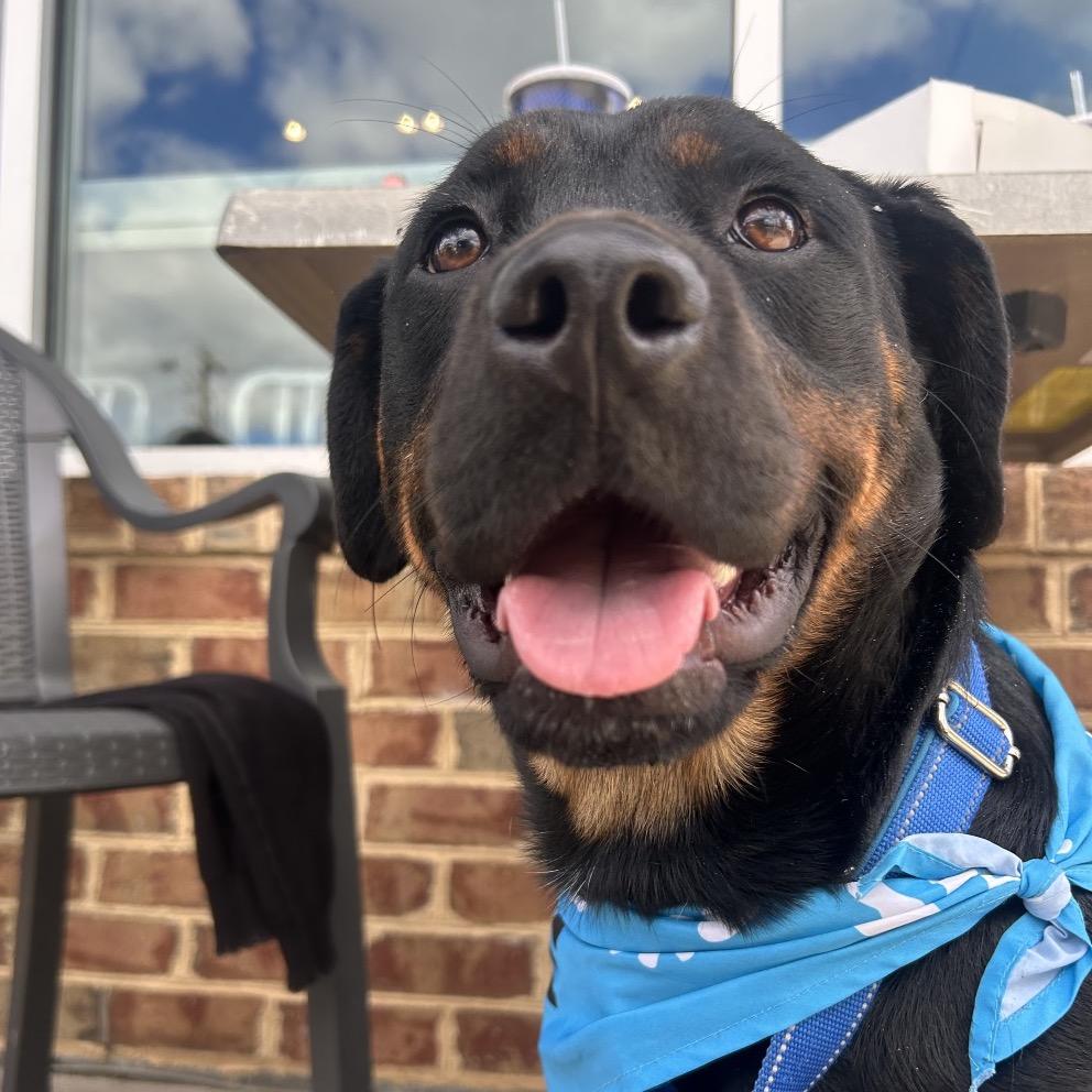 Enlarge Buffy, a Adoptable mixed breed in Charlottesville, VA image 2/6