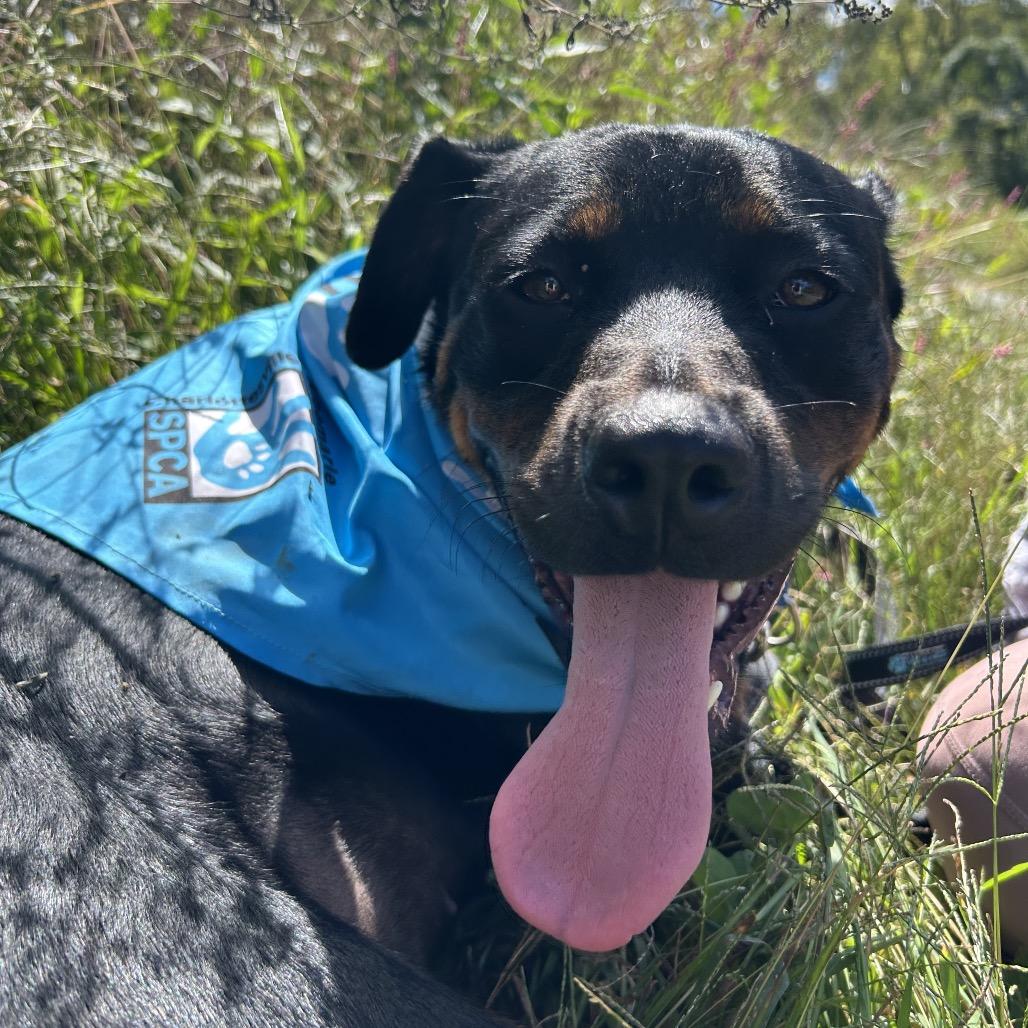 Enlarge Buffy, a Adoptable mixed breed in Charlottesville, VA image 3/6
