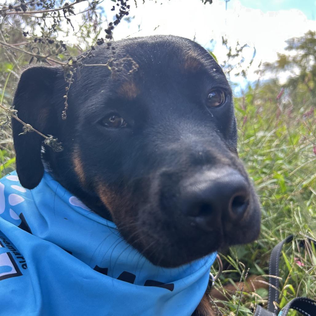 Enlarge Buffy, a Adoptable mixed breed in Charlottesville, VA image 5/6