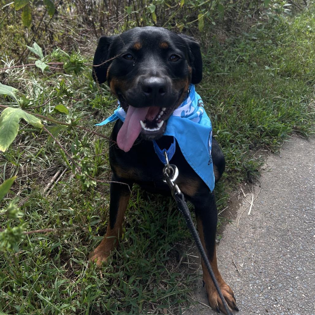 Enlarge Buffy, a Adoptable mixed breed in Charlottesville, VA image 6/6