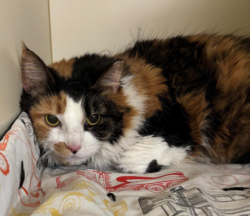 PRINCESS, a Adoptable mixed breed in Hastings, MI image 1/2