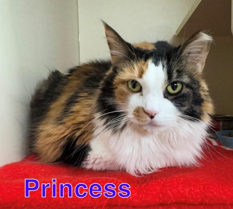 PRINCESS, a Adoptable mixed breed in Hastings, MI image 2/2