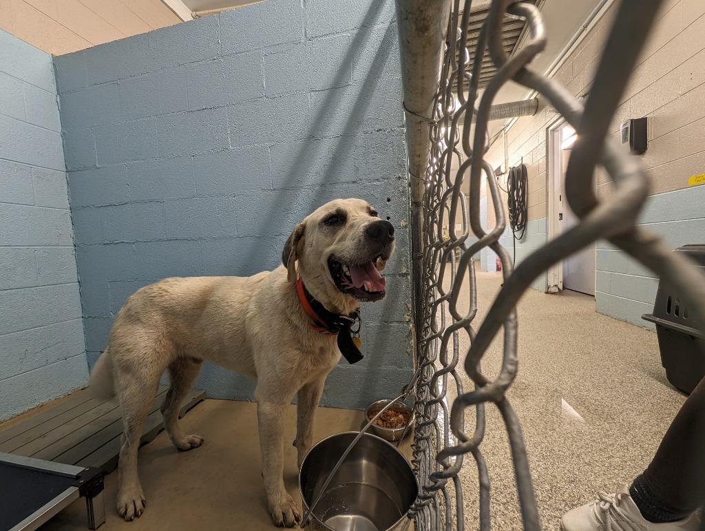 Enlarge Blizzard aka Duke, a Adoptable mixed breed in Blountville, TN image 1/1