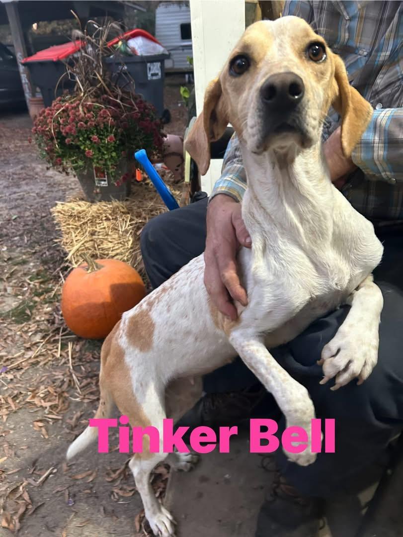 Enlarge Tinker Bell, an adopted mixed breed in Pine Bluff, AR image 1/1