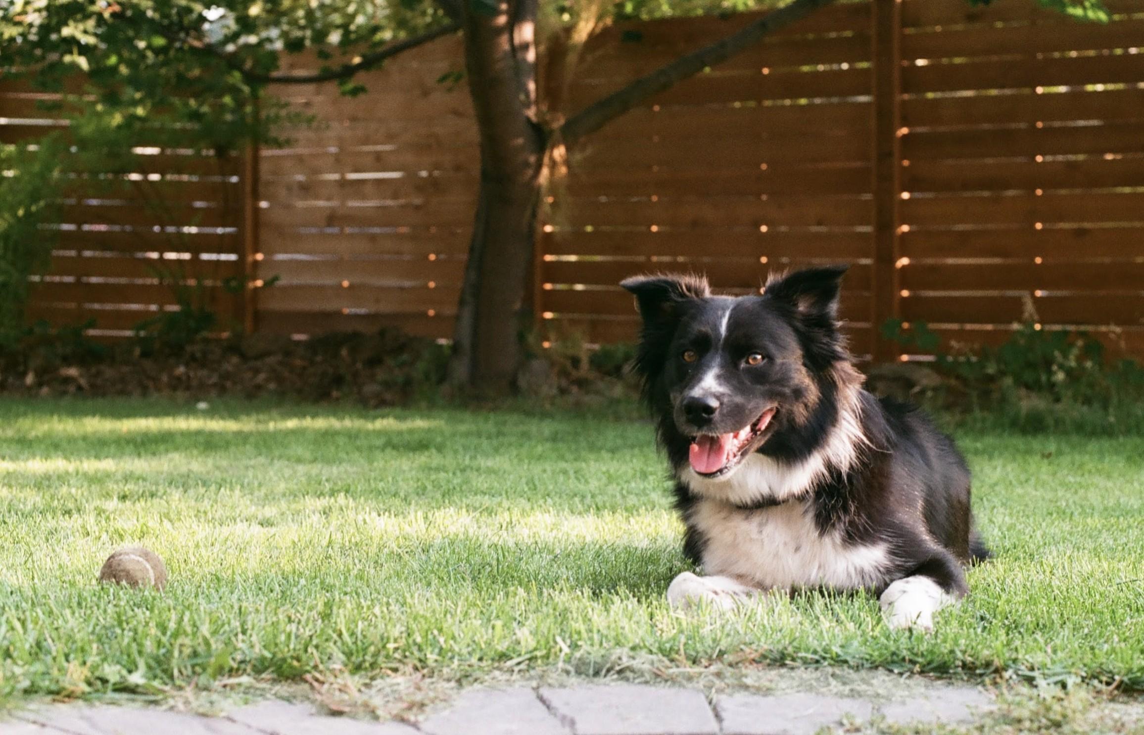 Elko, a Adoptable mixed breed in Missoula, MT image 1/2