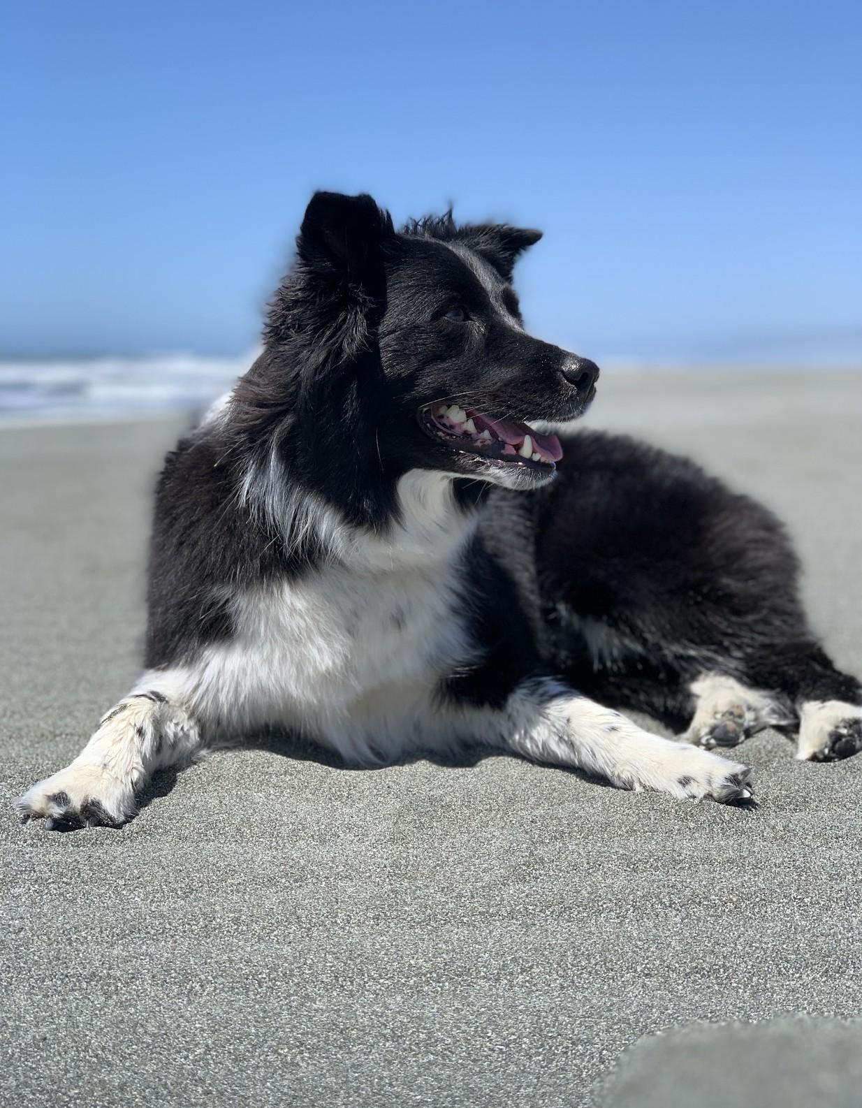 Elko, a Adoptable mixed breed in Missoula, MT image 2/2