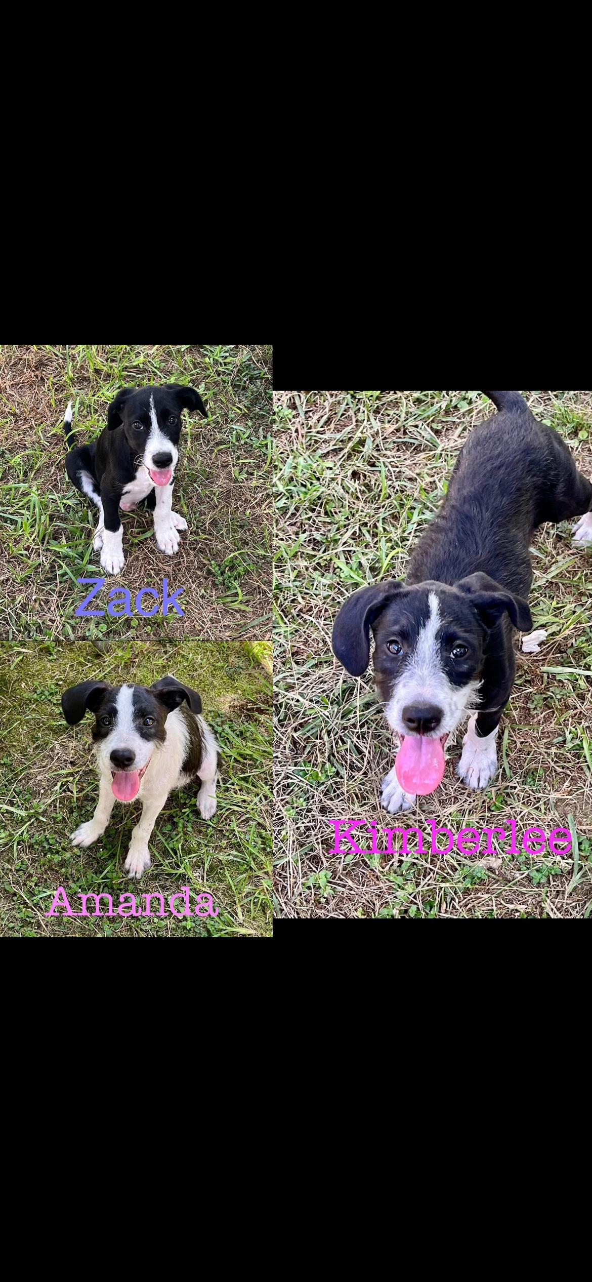 Amanda thumbnail 5