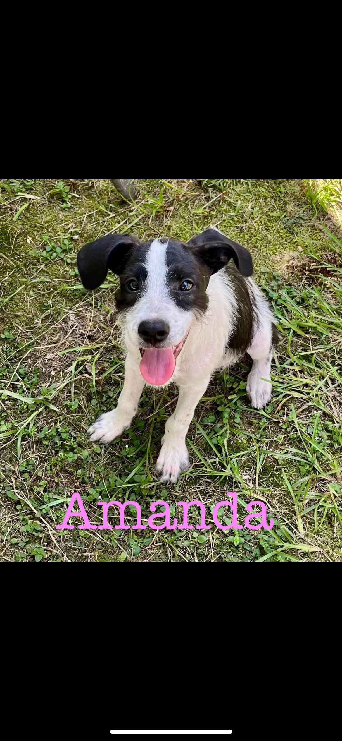 Amanda